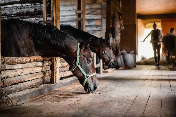 No estábulo de madeira no rancho, o almoço começa, o proprietário distribui feno para seus cavalos — Fotografia de Stock