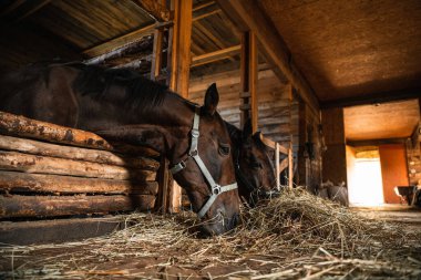 Ahırda saman yiyen iki at. Kapıdan süzülen güneş ışığı.