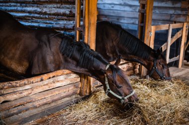 Çiftlikte sabah, atları uyandırmak zor bir günün önünde saman yemek.