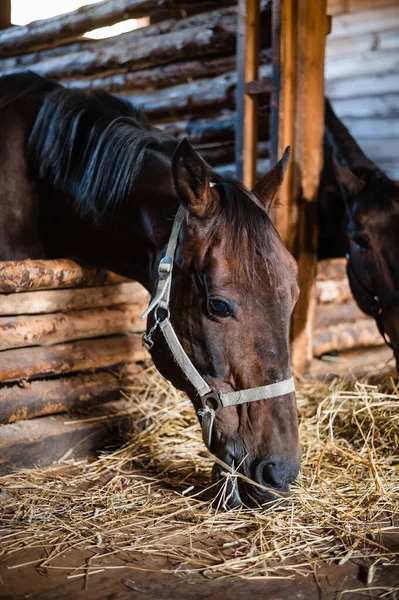 At başı ahırdaki dizginde, at saman yiyor.