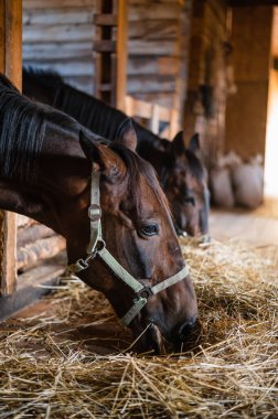 Yaz akşamları çiftlikte atlar bir eğitmenle binicilik kursundan sonra saman yerler.