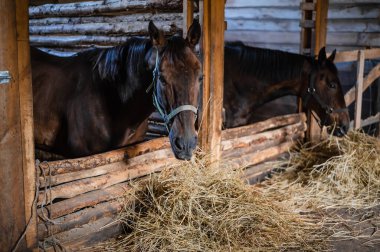 Çiftlikte, binicilikten önce, atlar saman yerler böylece koşmak için enerji vardır.