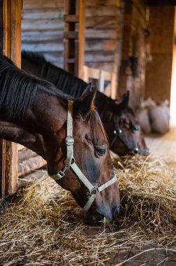 Parlak ve rahat bir ahırda saman yiyen aygır portresi.