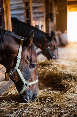 Parlak ve rahat bir ahırda saman yiyen aygır portresi.
