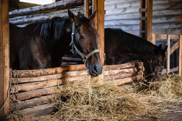 Ahşap bir ahırda öğle yemeği, ahırlarından saman yiyen iki at.