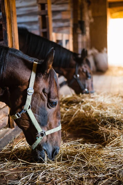 Parlak ve rahat bir ahırda saman yiyen aygır portresi.