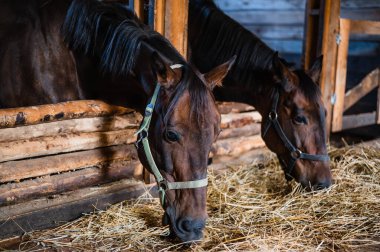 Kumral atlar ahırda dururlar ve güneşli bir sonbahar gününde saman yerler.