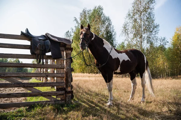 Un hermoso caballo está atado a un corral de caballos en un campo cerca de un bosque — Foto de Stock