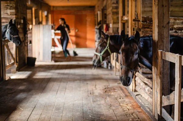 W drewnianej stajni konie stoją w boksach i czekają, aż je nakarmią. — Zdjęcie stockowe