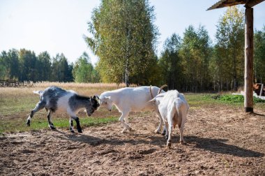 Köyün yakınındaki ahırda iki keçinin boynuzlarıyla savaş.