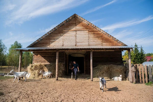 Een stabiel meisje leidt een paard uit de stal, en de geiten verspreiden zich in verschillende richtingen — Stockfoto
