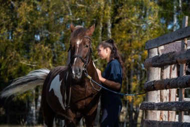 Çiftlikte, tarama zamanında, bir kız atlarını sonbaharda otlakta fırçalar.