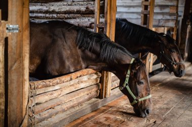 İki güzel at iş günü için hazırlanıyor ve ahşap bir ahırda terzilik yapıyorlar.
