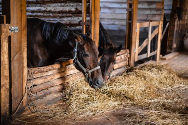 Ahırda bir sonbahar günü, atlar kendilerine ahırın sahibinin getirdiği yiyecekleri yerler.