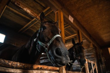 Ahşap bir ahırda iki kahverengi atın yakın plan portresi.