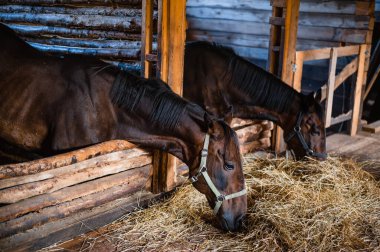 Ahşap bir ahırda atlar başlarını yerde yatan taze samanlara doğru çekerler.