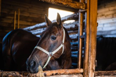 Muhteşem bir kestane atı ahırda duruyor, saman çiğniyor ve tek gözüyle kameraya bakıyor