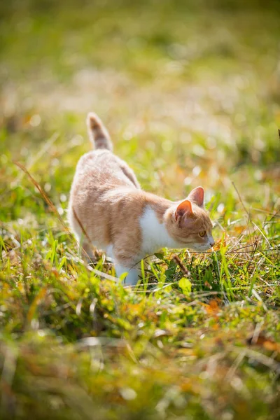 Pequeño gatito rojo se familiariza con la naturaleza en el pueblo en la hierba de otoño — Foto de Stock