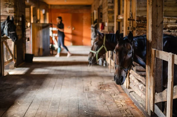 A menina do estábulo veio ao estábulo para alimentar os cavalos, eles estão esperando — Fotografia de Stock