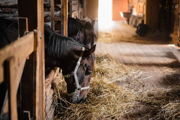 Um dia típico em um estábulo de madeira em uma fazenda, cavalos comendo feno em suas barracas — Fotografia de Stock