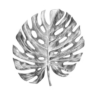 Tropik bitki yaprağı. Beyaz arkaplanda izole edilmiş kalem çizimi.