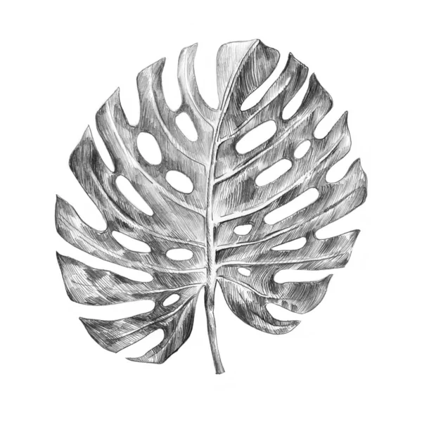 Tropical Plant Leaf Pencil Sketch Isolated White Background — Stock Photo, Image