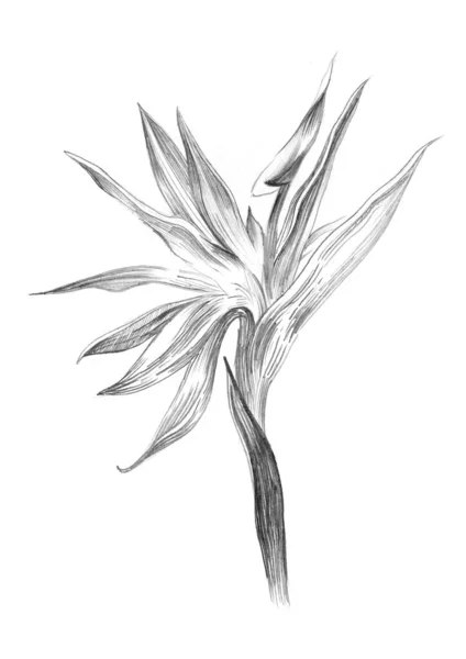 Bird Paradise Tropical Flowers Isolated White Pencil Sketch — Stock Photo, Image