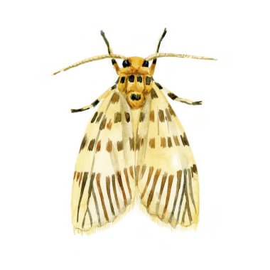 Suluboya. Sarı güve beyaz arkaplanda izole edildi.