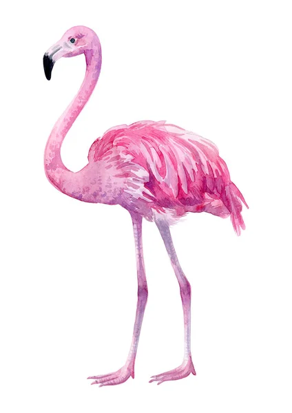 Pembe Flamingo Beyaz Arka Planda Tropik Egzotik Bir Kuş Suluboya — Stok fotoğraf
