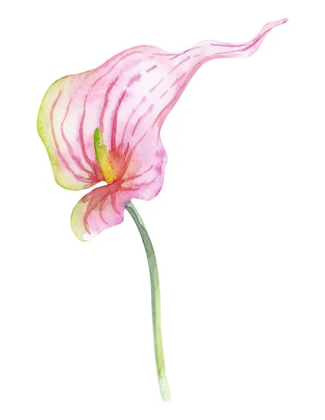 水彩画手绘热带花粉红百合花 白色背景隔离 — 图库照片
