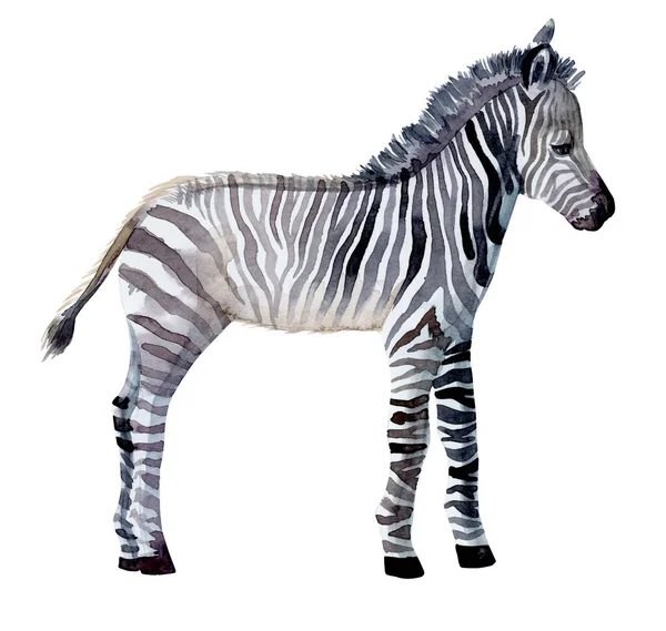 Zebra Állat Akvarell Festmény Illusztráció Kézzel Készült Elszigetelt Fehér Háttér — Stock Fotó