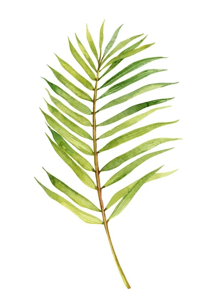 Tropický Palmový List Akvarel Bílém Pozadí Izolované Prvky Pro Design — Stock fotografie