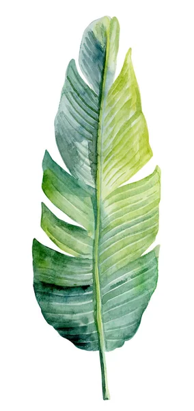 Tropik Yeşil Yaprak Suluboya Çizimi Beyaz Arkaplanda Izole Edildi — Stok fotoğraf