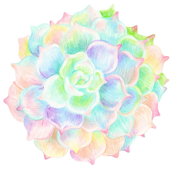 Plante Succulente Aux Couleurs Pastel Dessin Isolé Sur Fond Blanc — Photo