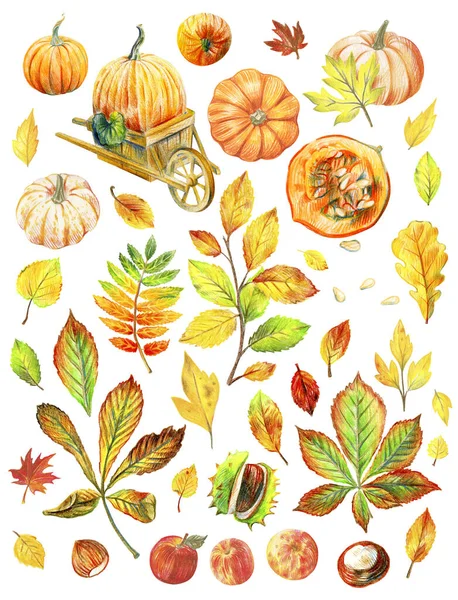 Autumn Set Illustrations Leaves Chestnuts Pumpkins Isolated White Background — Stock Photo, Image