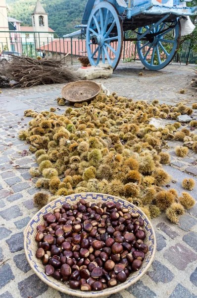 Kastanien-Igel — Stockfoto