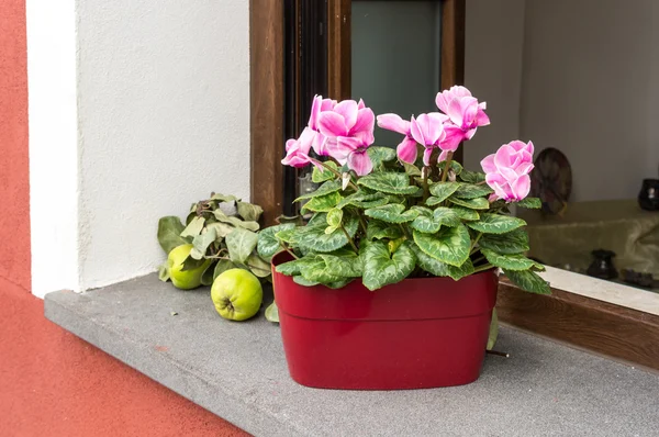 Kvitten och blommor — Stockfoto