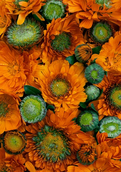 Orange Schöne Blumen Hintergrund — Stockfoto