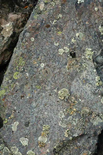 Rock Surface Lichen Moss Texture Nature Colors Abstract Background — Stock Photo, Image