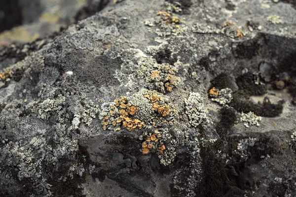 有苔藓和苔藓质感的岩石表面 自然色彩抽象背景 — 图库照片