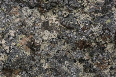 Yosun ve yosun dokusuyla kaya yüzeyi. Doğa renkleri soyut arkaplan.