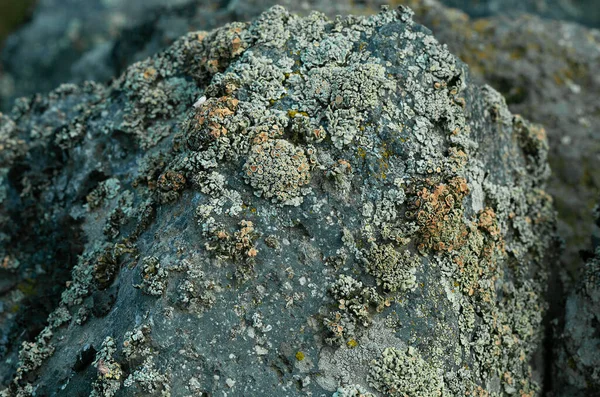 有苔藓和苔藓质感的岩石表面 自然色彩抽象背景 — 图库照片