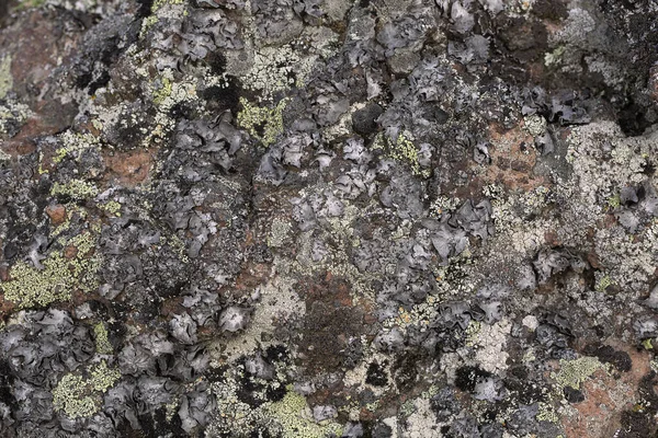 Πέτρα Επιφάνεια Λειχήνες Και Βρύα Υφή Χρώμα Φύσης Αφηρημένο Φόντο — Φωτογραφία Αρχείου