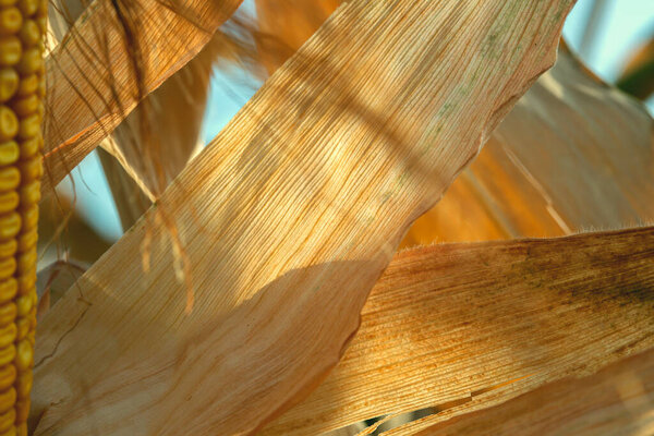 Dry leaves of corn on a sunny autumn day.Abstract organic art .