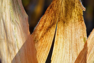 Güneşli bir sonbahar gününde kuru mısır yaprakları. Soyut organik sanat. .