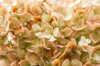 Pastel renklerde güzel ortanca çiçeği arkaplanı. Seçici odak.