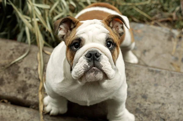 Cachorrinho Bulldog Inglês Para Passeio — Fotografia de Stock