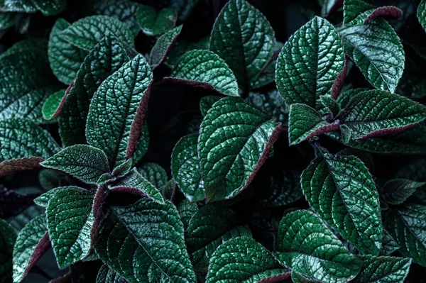 Getijdenwater Groene Kleur Bladeren Bloemen Achtergrond — Stockfoto