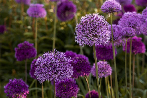 Bahçede Çiçek Açan Mor Alyum Çiçekleri Allium Cristophil Kiraz Kuşları — Stok fotoğraf