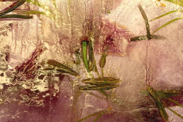 凍った花と葉 氷のキューブの中の花 — ストック写真